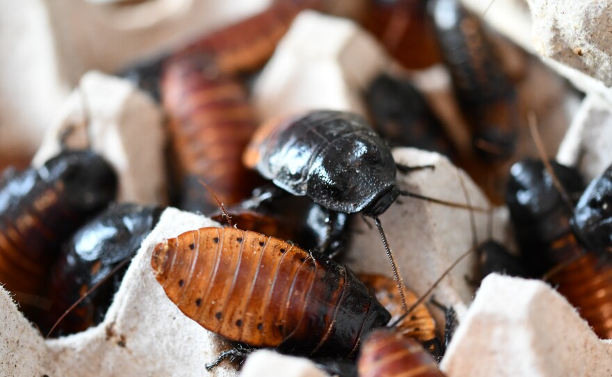 A group of Himalayan hissing cockroaches.