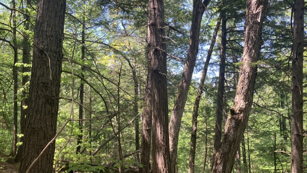Senior forester Brian Milakovsky looks up at a stand of old hemlock preserved under a new program from the New England Forestry Foundation.