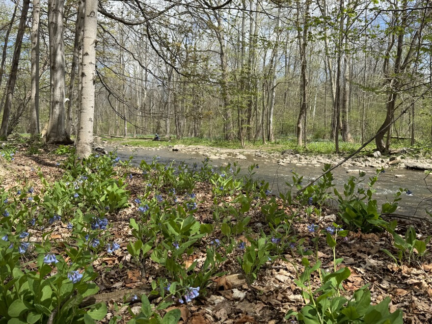 Bluebells color the woodlands at Mud Creek Nature Preserve in Farmington and Victor.