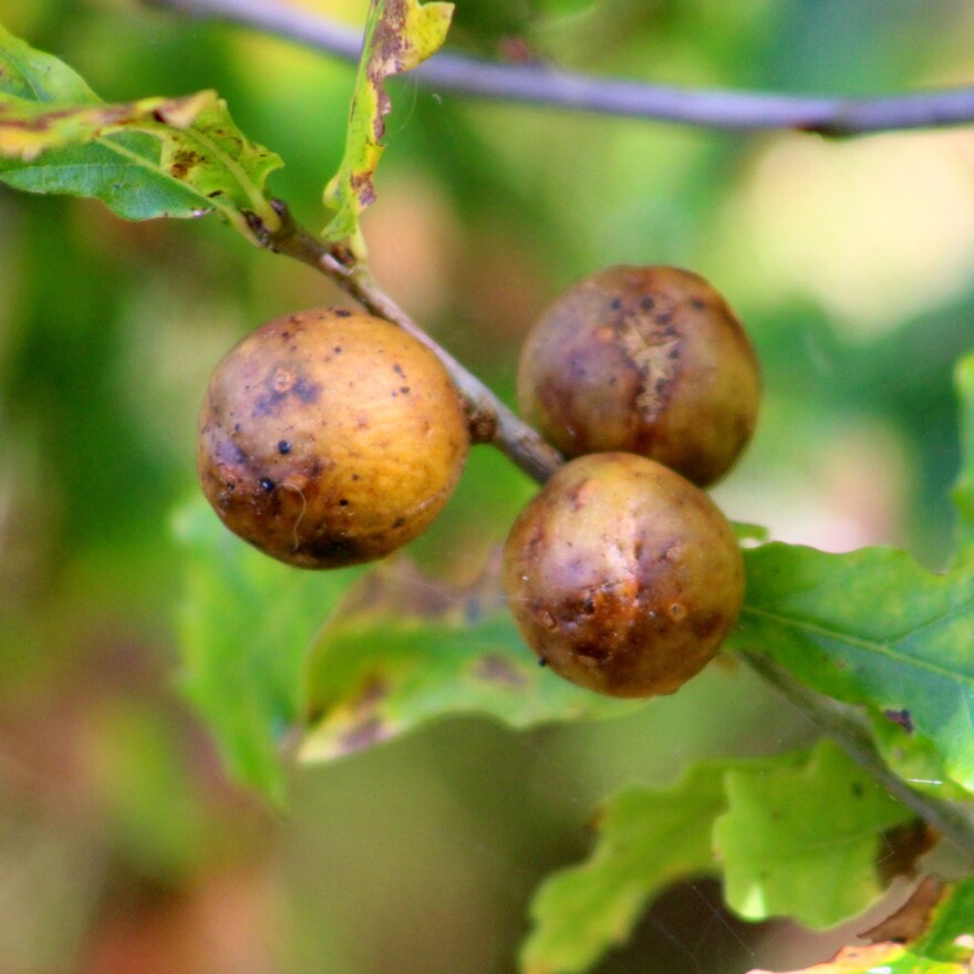 A group of three Oak Galls, or Oak Apples, on a small young oak tree.