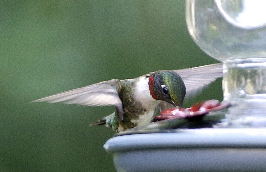 A male ruby-throated hummingbird drinks from a feeder.