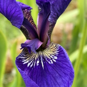 Wild iris on Kodiak Island