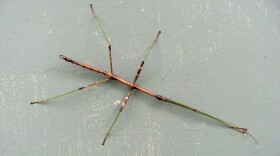 A walking stick insect