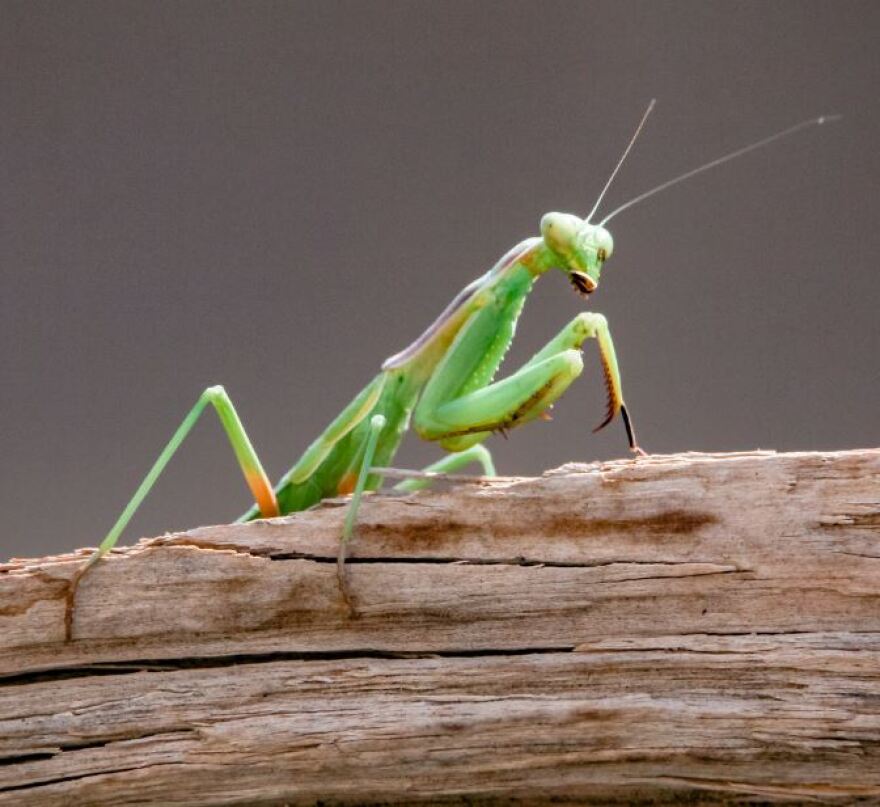 Praying Mantis
