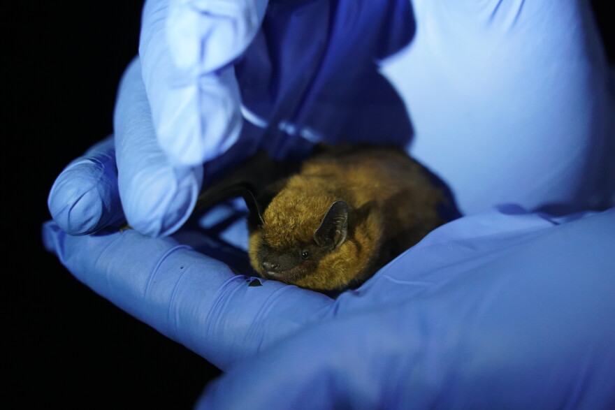 A biologist prepares to release a big brown bat, Eptesicus fuscus.