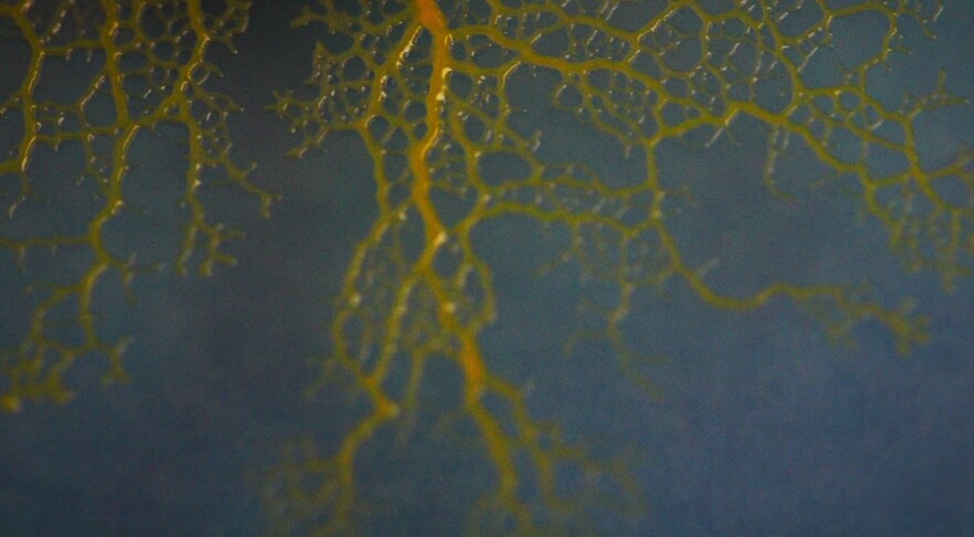 Slime mold