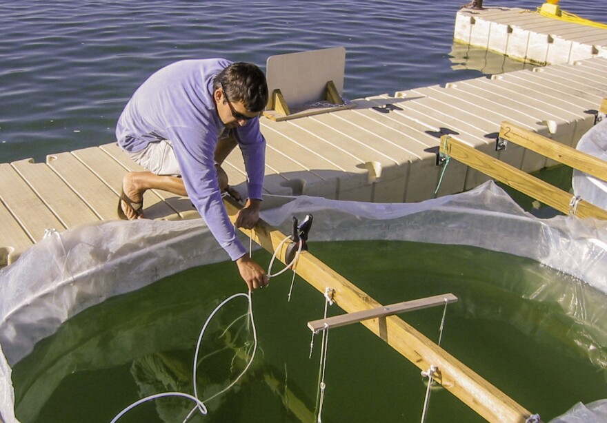 Researchers work on floating zebra mussel enclosure on Gull Lake.