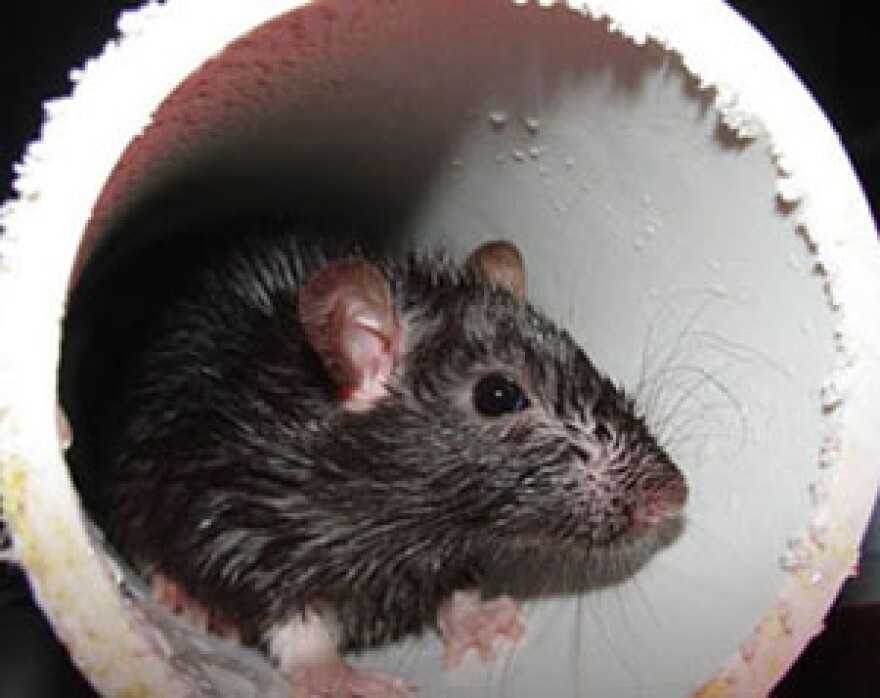 mouse_-_department_of_health.jpg