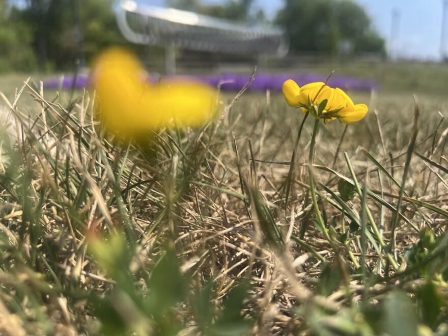 A photo of grass taken from the level of the grass. Most of the grass dry brown. Two small, yellow flowers are growing among the mostly light brown patch of grass. Purple flowers and a metal sculpture appear very blurry in the distant background. 