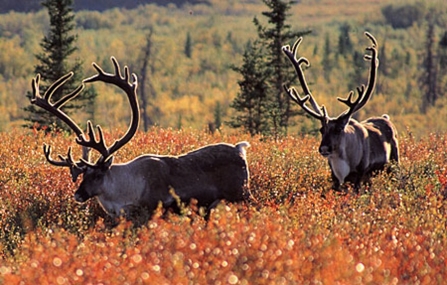 (Photo from the Alaska Department of Fish & Game)