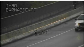Goose and goslings on I-90 created a sensation.