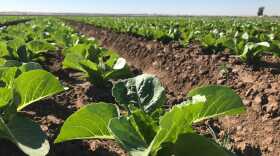 Jon Boelts' lettuce farm in Yuma, Arizona. (Peter O'Dowd/Here & Now)