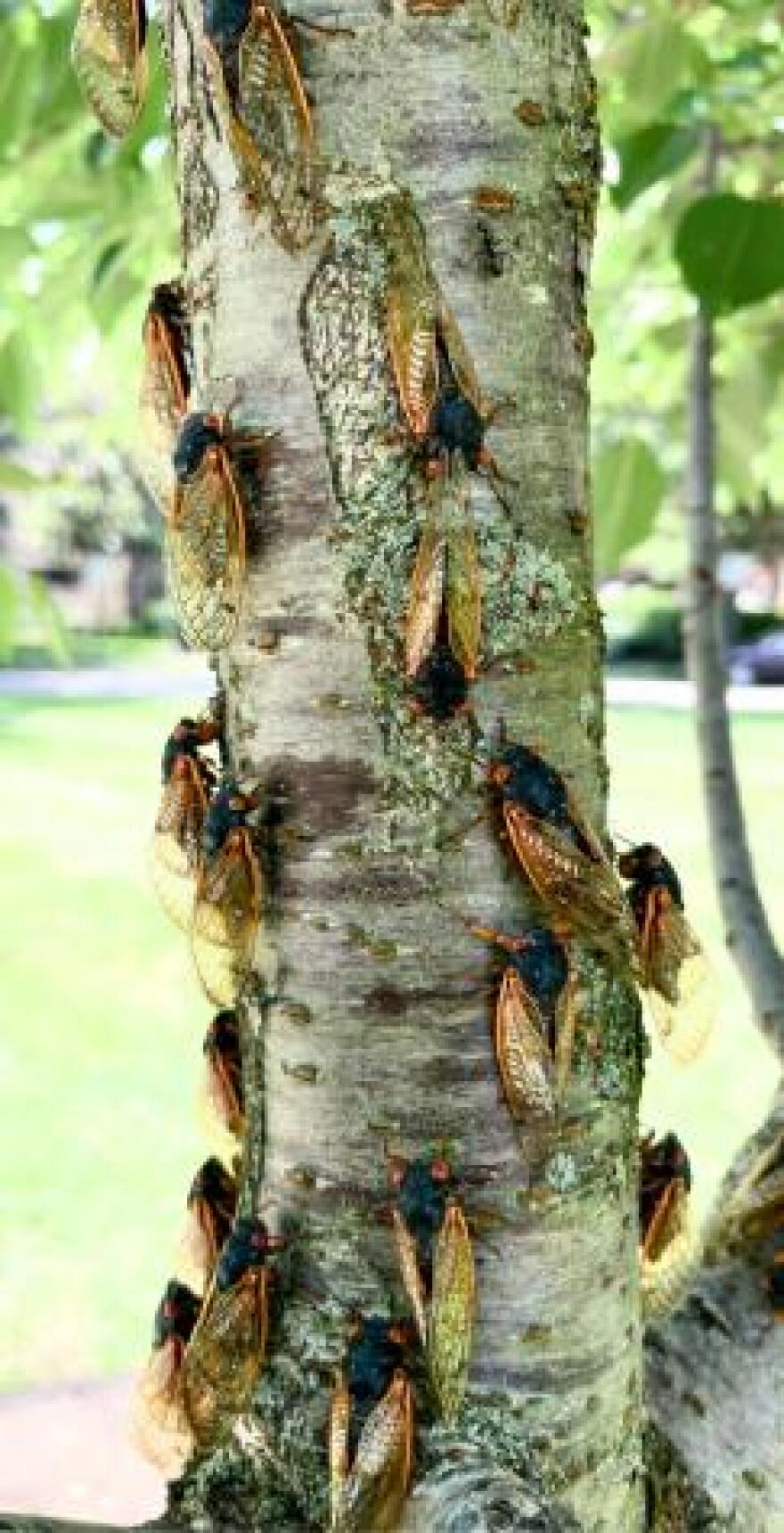 Once they emerge from the ground, cicadas head to trees to mate.