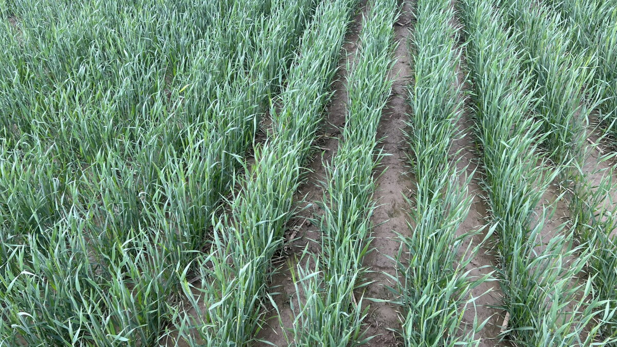 An exceptionally wet spring means green fields, and some concerns for Colorado's farmlands - Vimarsana News