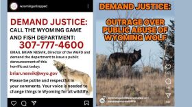 Anger over a recent incident involving the capture and alleged torture of a wolf in Wyoming has grown. Wyoming Untrapped and Wyoming Wildlife Advocates are two of the groups pressing Sublette County officials to file further charges.