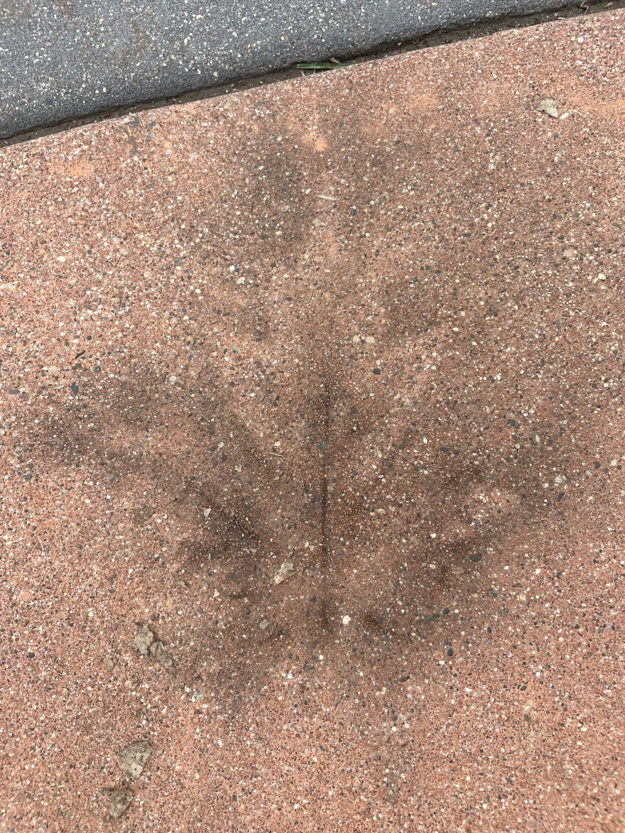 A leaf left a ghostlike imprint on pavement at Prairie Creek Community School in Northfield.