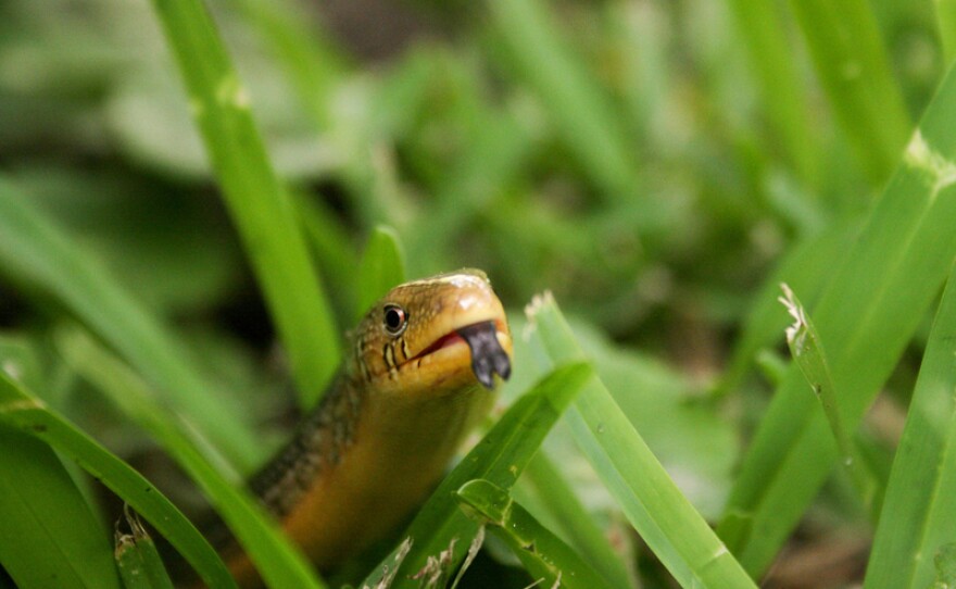 The Eastern Glass Lizard is a common legless lizard.
