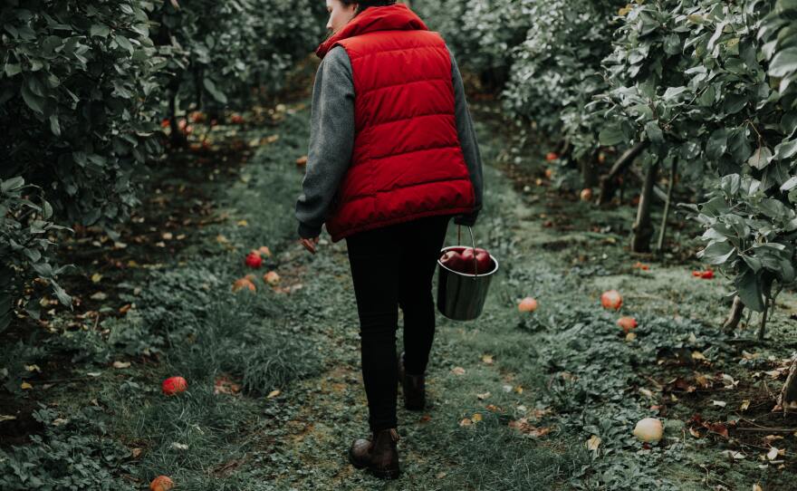 Woman picking apples