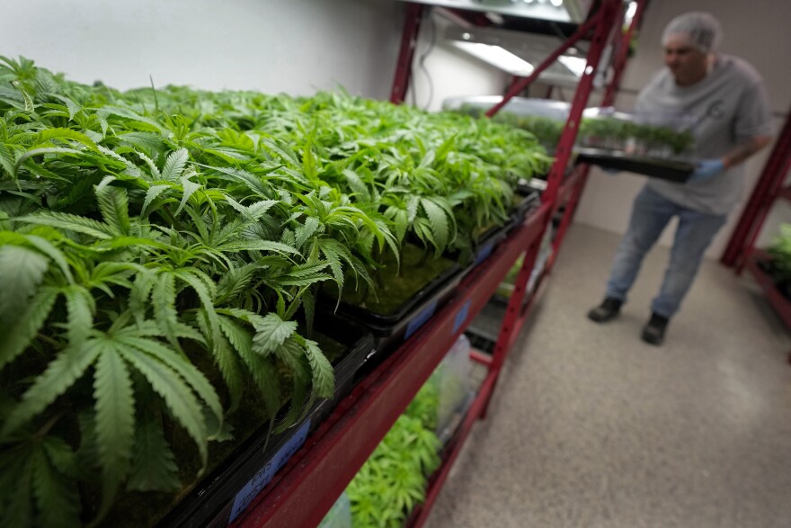 Michael Stonebarger sorts young cannabis plants at a marijuana farm operated by Greenlight, on Oct. 31, 2022, in Grandview, Mo.