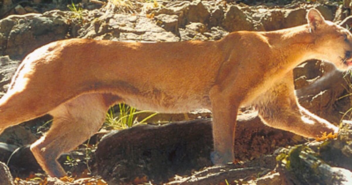 The Mountain Lion | Marfa Public Radio, radio for a wide range.