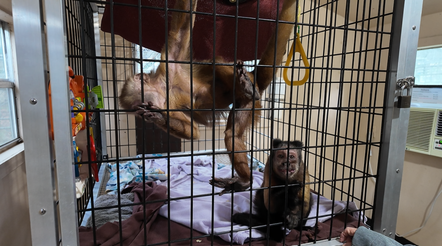 Two primates sit and climb inside an enclosure at Jungle Friends Primate Sanctuary in Gainesville on Sept. 25, 2026.