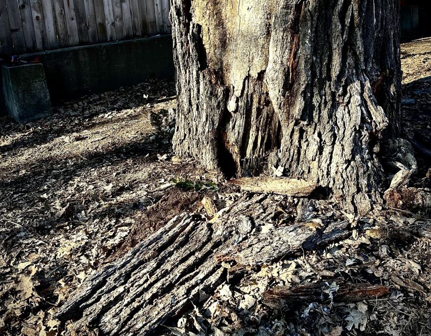 The base of a tree that has partially rotted
