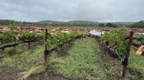 A destroyed vineyard.