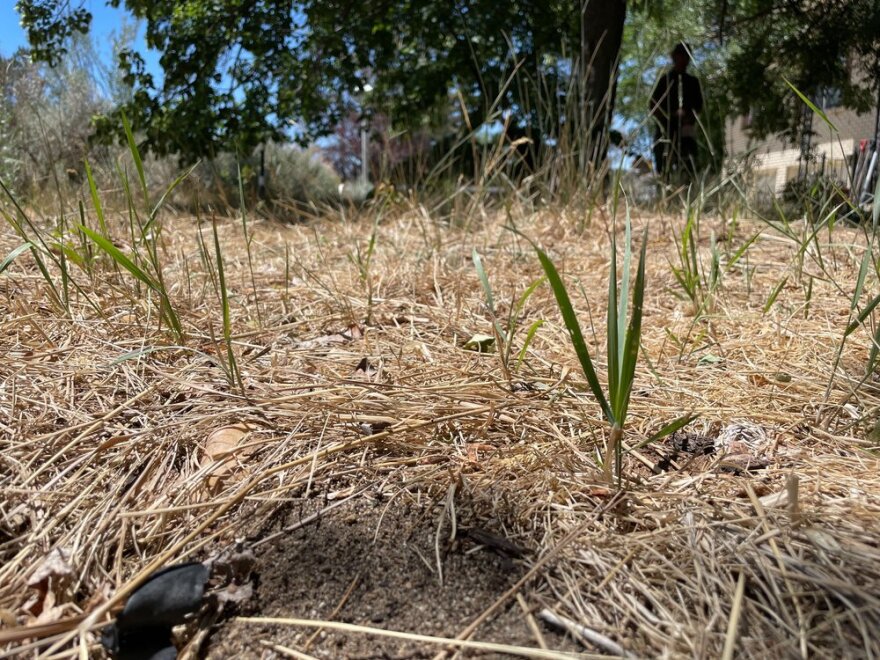 A brown, dry lawn with a few green shoots.