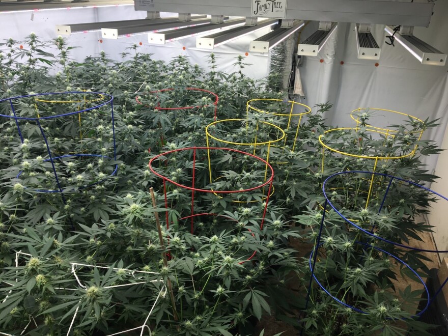 A section of the climate-controlled indoor growing space at the Family Tree Hemp Company in Sheldon Springs. Indoor growing spaces are important for Vermont’s overall cannabis supply because they can produce year-round, while outdoor operations only have one harvest per year.