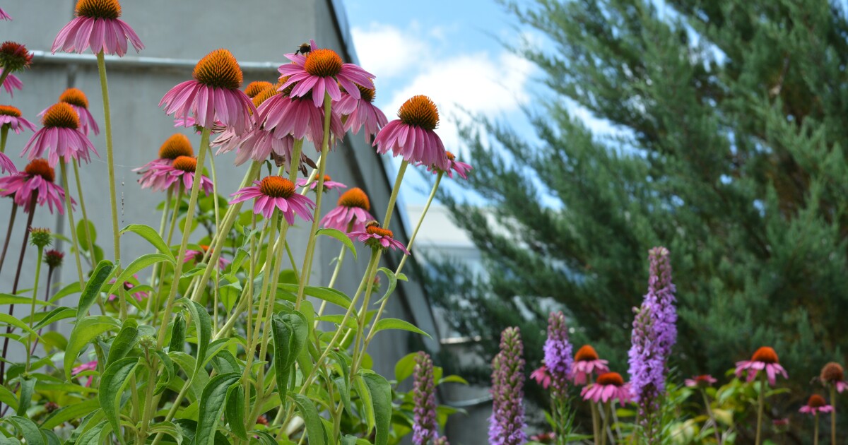 State Botanical Garden in Athens building new entrance for more visitors