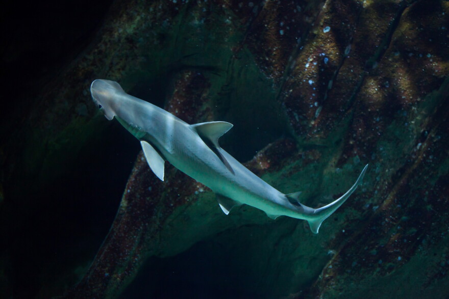 FILE- Bonnethead shark (Sphyrna tiburo), also known as the shovelhead shark.