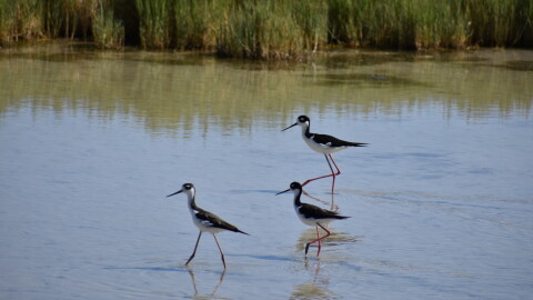 Three small black and white birds wade in Great Salt Lake. 
