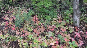 Colors changing outside the IPR studios, Sept. 2025