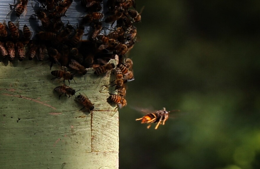 A yellow-legged hornet stalks honeybees at an apiary on Hilton Head Island. The invasive species of hornet from Asia emerged in South Carolina two years ago and is quickly spreading across the Lowcountry. There have even been sightings in York County. Aug. 11, 2026.