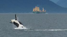 Underwater noise impacts on endangered orcas were already under study before the coronavirus pandemic opened the door for a natural experiment.