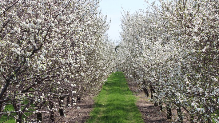 Cherry Blossoms in full bloom in Leelanau County last year. Blossoms will be on full display this weekend as temperatures rise.