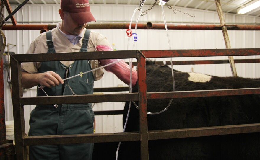 Dr. Michael Pugh owns Westwood Embryo Services in Waverly, Iowa. Pugh travels around the Midwest collecting and transferring bovine embryos.