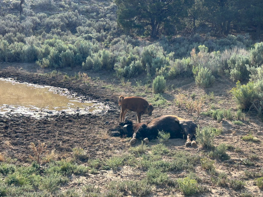 A young bison calf standing over a dead cow.