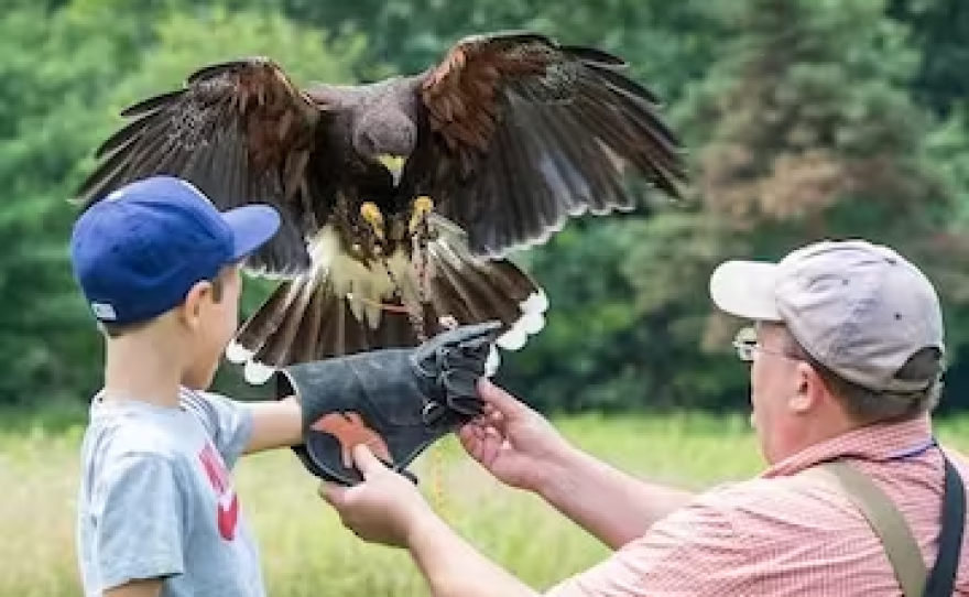 River Festival features a canoe, kayak, and paddle board race, a falconry demonstration and plenty of kids activities.