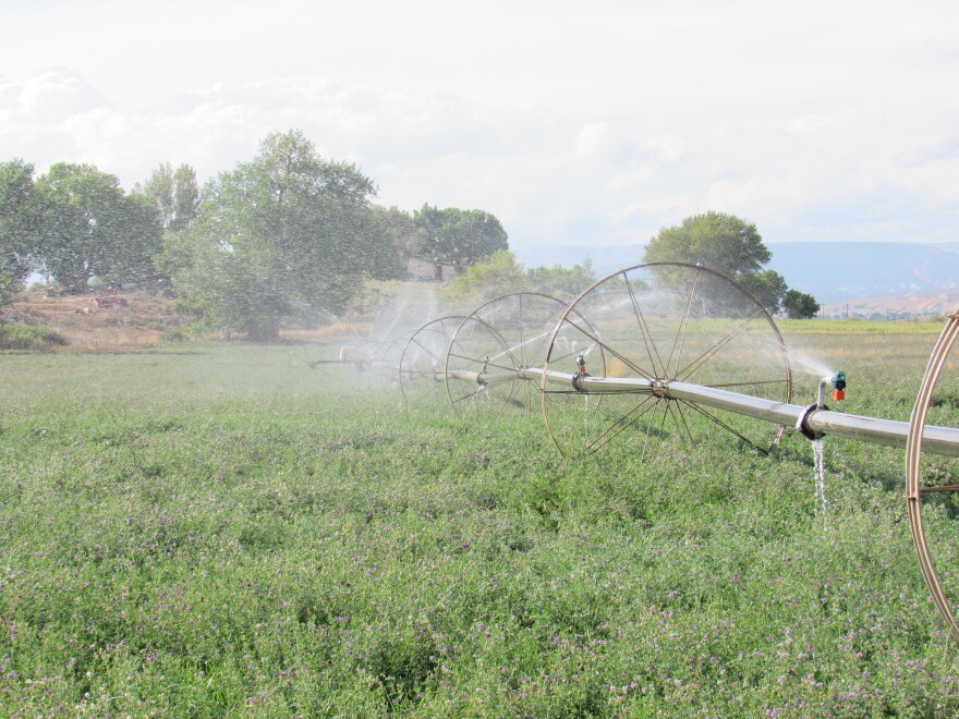 Sprinklers water alfalfa.