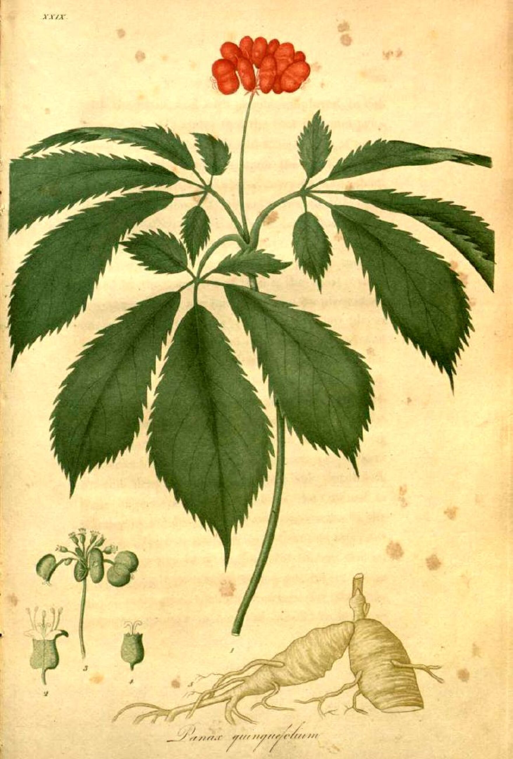 Panax_quinquefolius00.jpg
