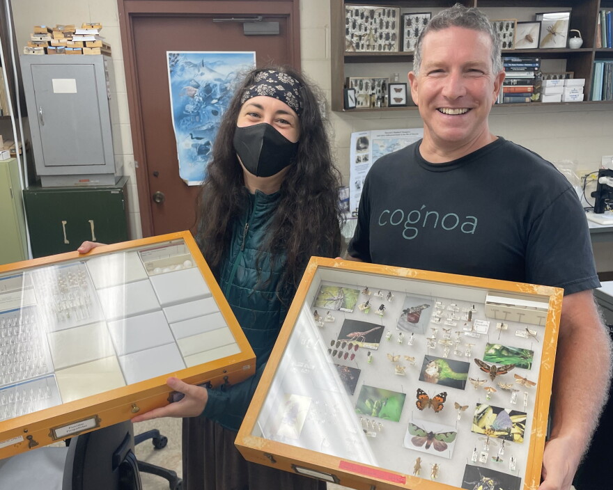 UH Insect Museum researcher Sandra Schachat, left, and museum director Dan Rubinoff, right, display insects preserved as part of the museum's collection. (Oct. 15, 2026)