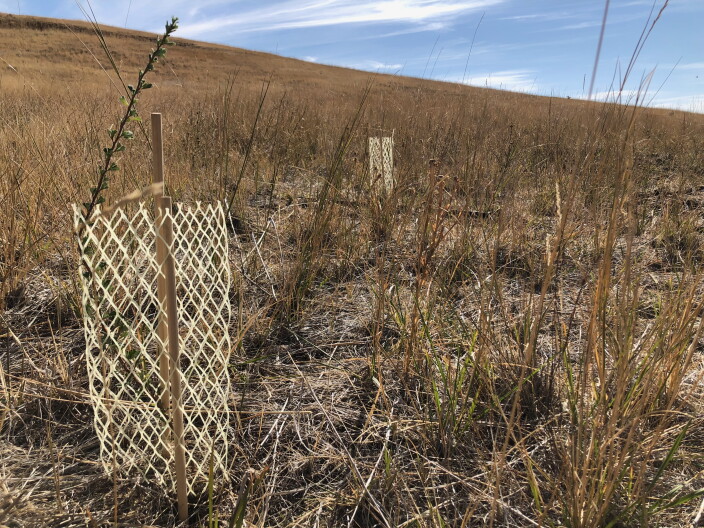 BSU's Megan Cattau and her students planted 500 sagebrush and bitterbrush seedlings in Boise's Military Reserve Park.