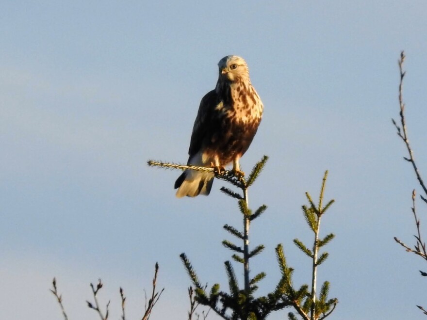 A Rough-legged Hawk perches on the small, skinny tip of a spruce tree. These birds are known for perching at the very top of trees, even where the branches seem too thin to support them.