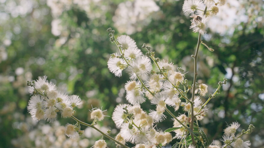 AZILL Desert Plants – Tenaza Tree hero 