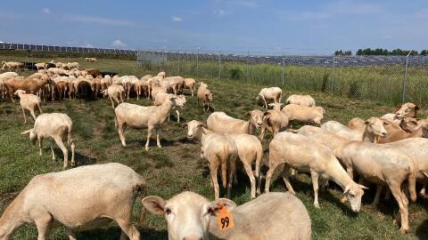 1,600 sheep are at home at the Spotsylvania Solar Center.
