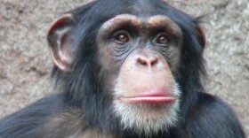 Chimpanzee