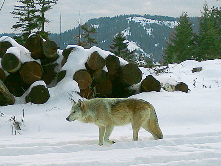 The breeding female of the Walla Walla Pack in northern Oregon's Umatilla County. A University of Washington researcher says the number of wolves in adjacent Washington state is likely much higher than estimates. CREDIT: OREGON DEPARTMENT OF FISH AND WILDLIFE/AP