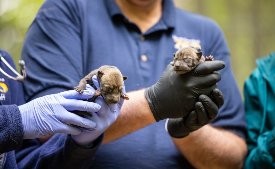 Three red-wolf pups were born in April at the North Carolina Zoo in Asheboro.