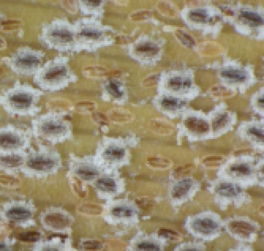 hala-scale-PA-2.jpg